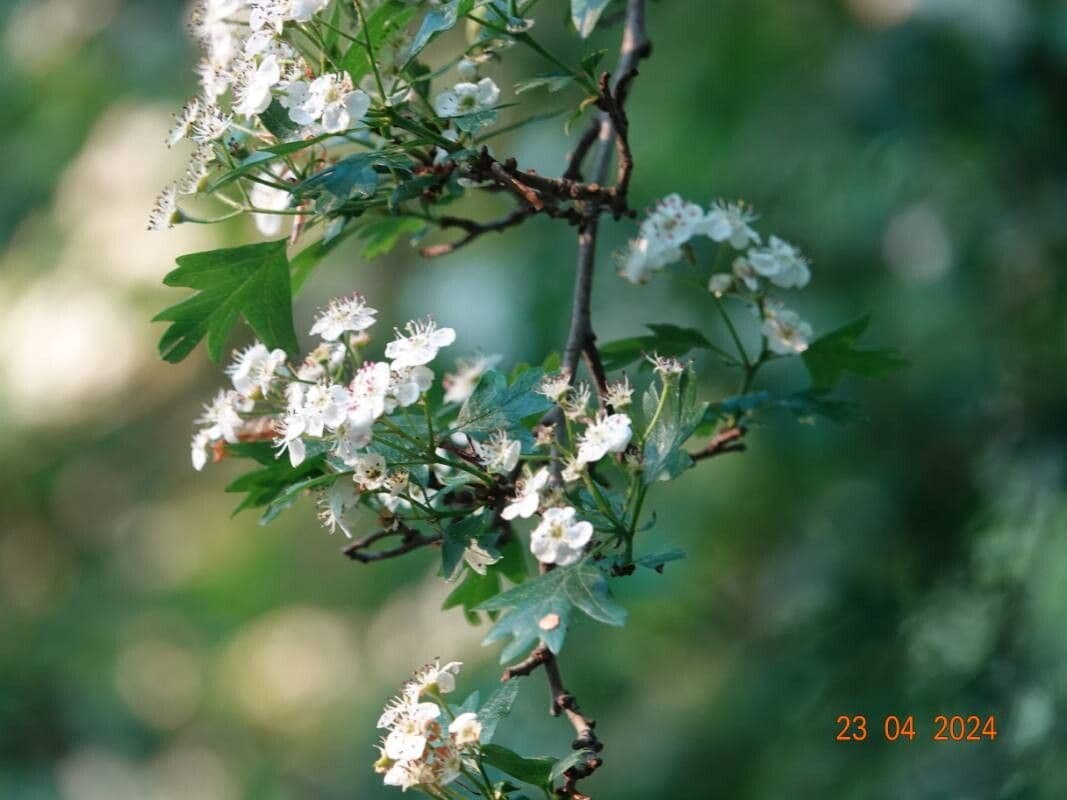 Crataegus azarolus