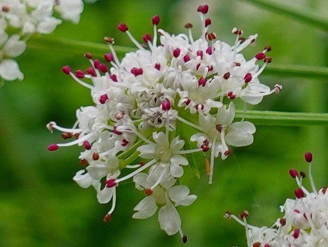 Oenanthe crocata