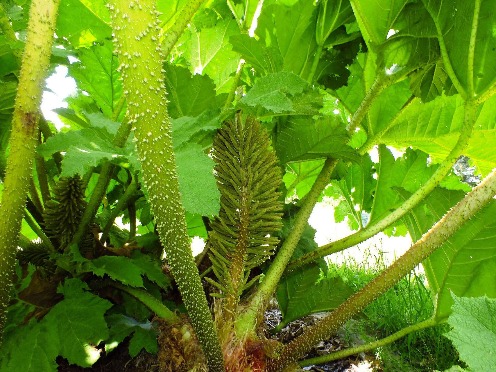 Gunnera manicata