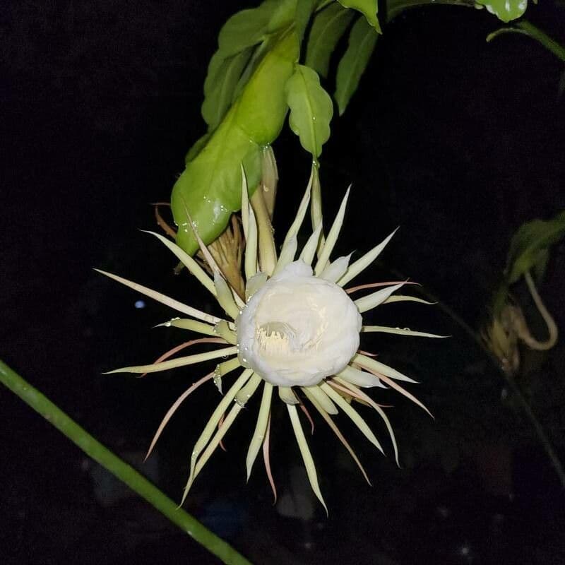 Epiphyllum oxypetalum