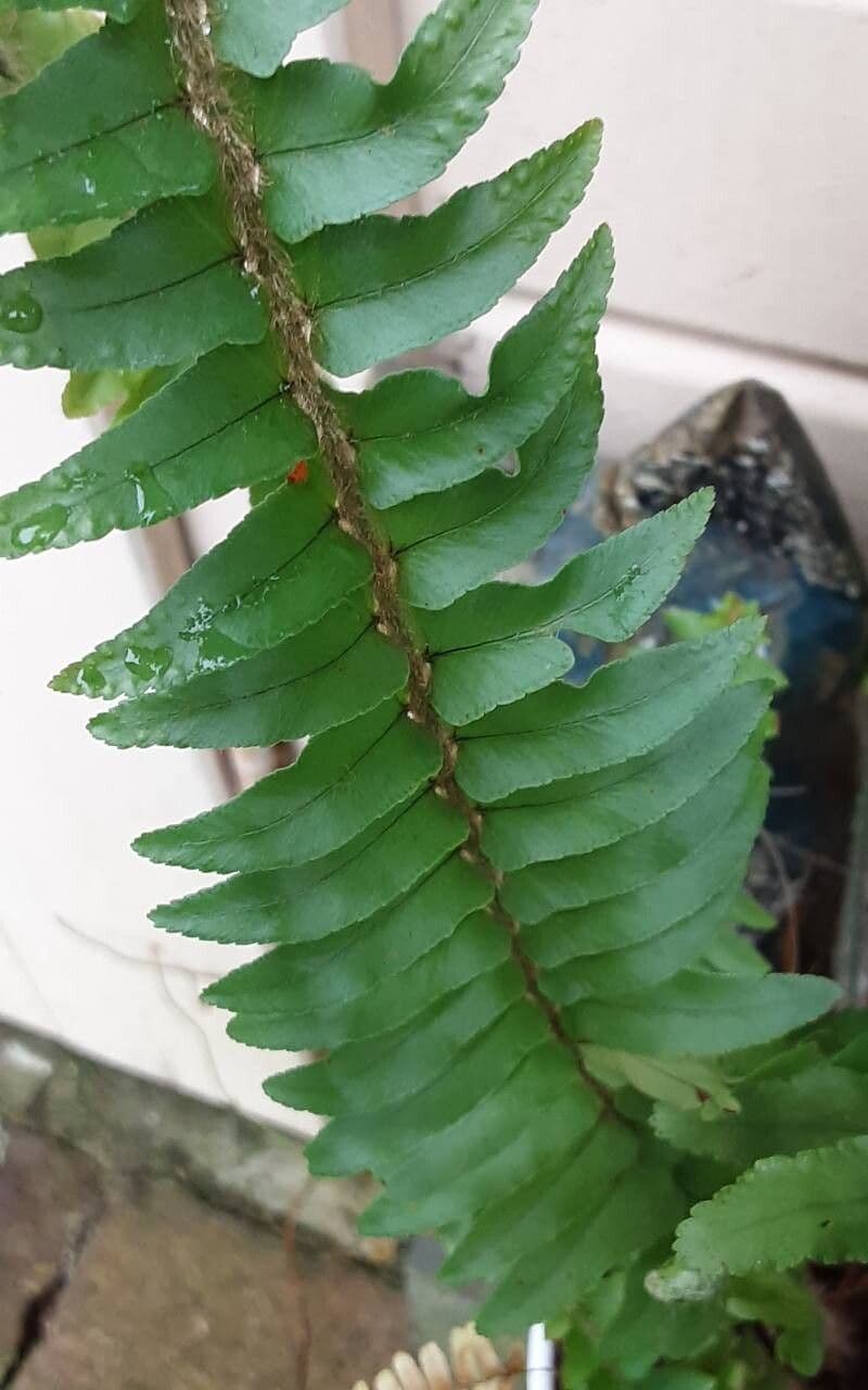 Nephrolepis cordifolia