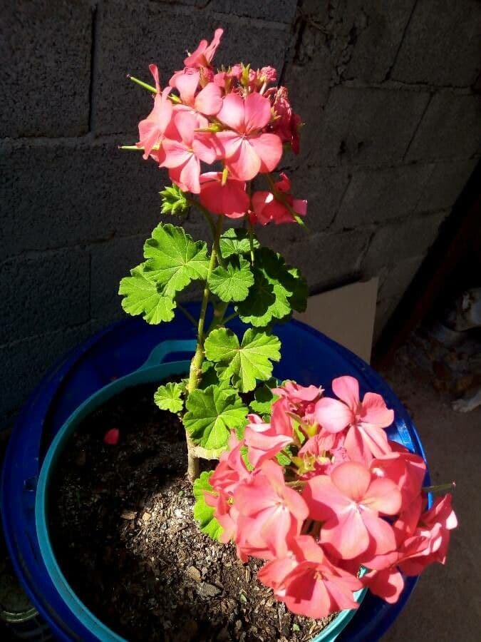 Pelargonium zonale