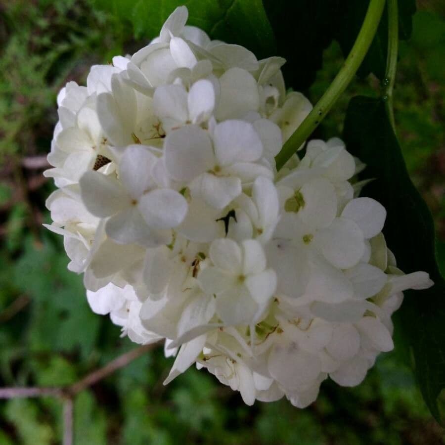 Viburnum opulus