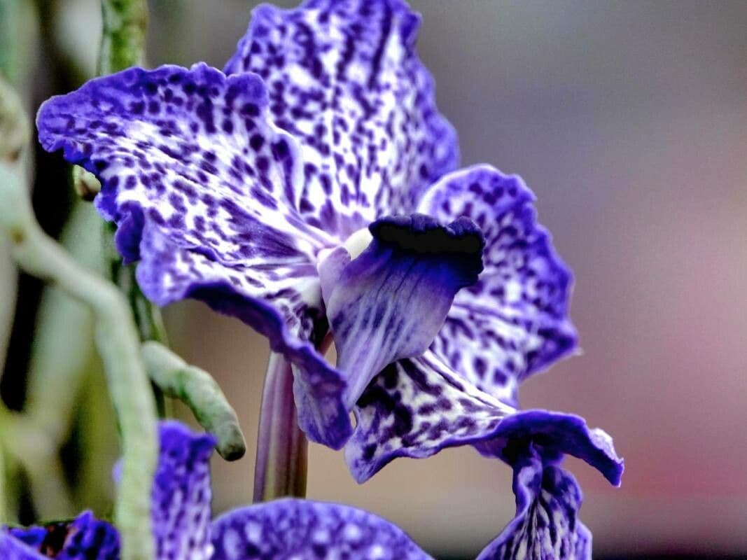 Vanda coerulescens