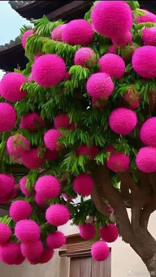 Syzygium malaccense