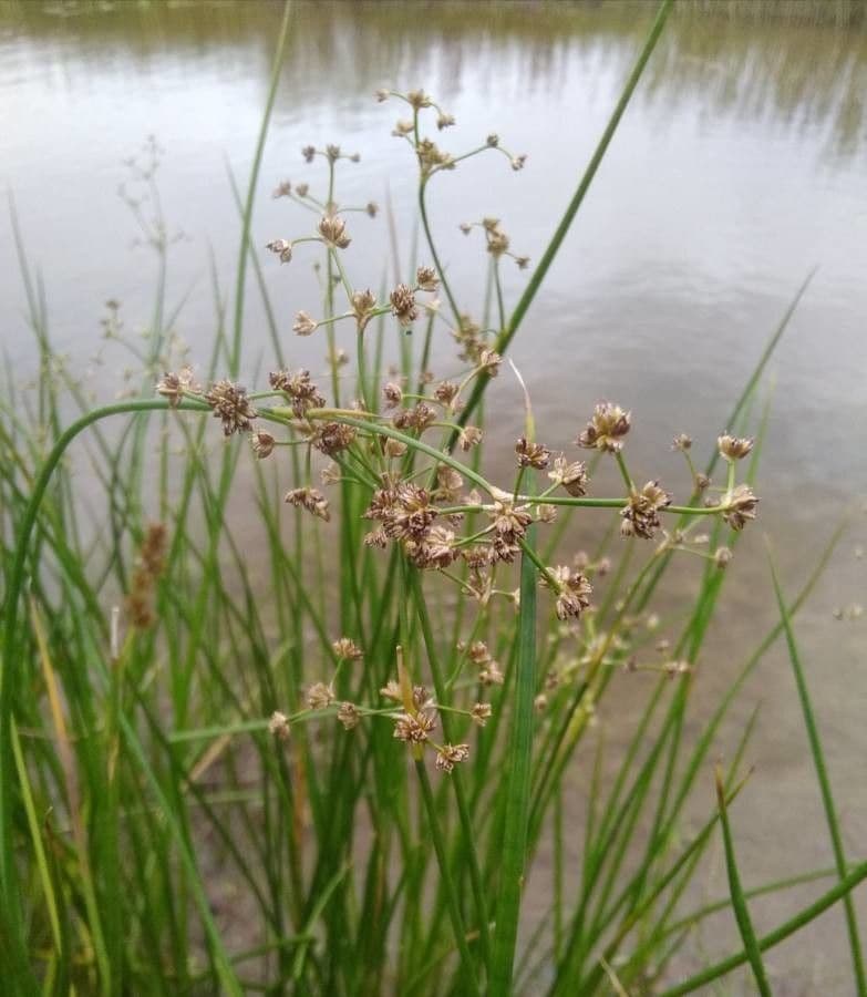 Juncus subnodulosus