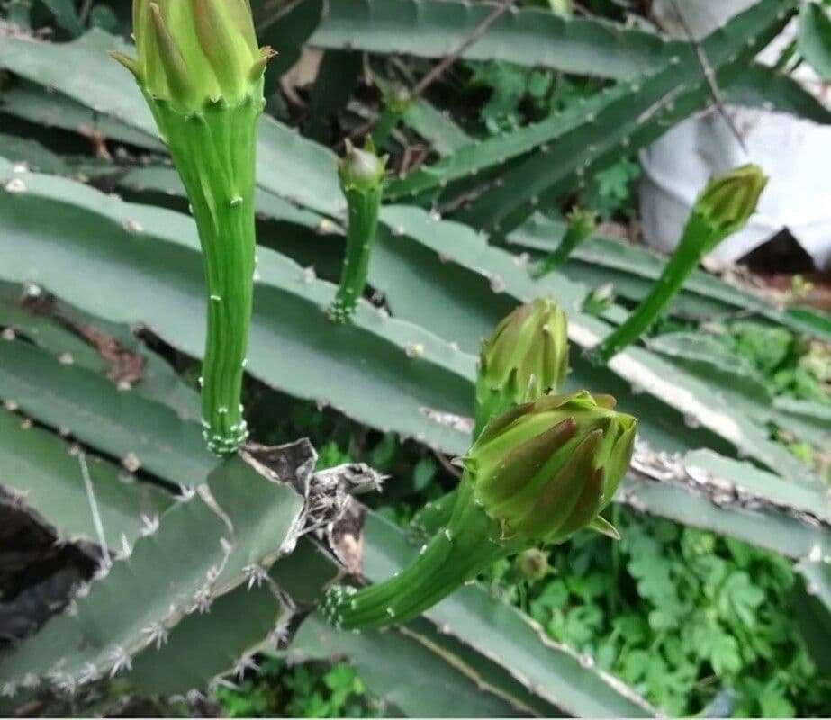 Acanthocereus tetragonus