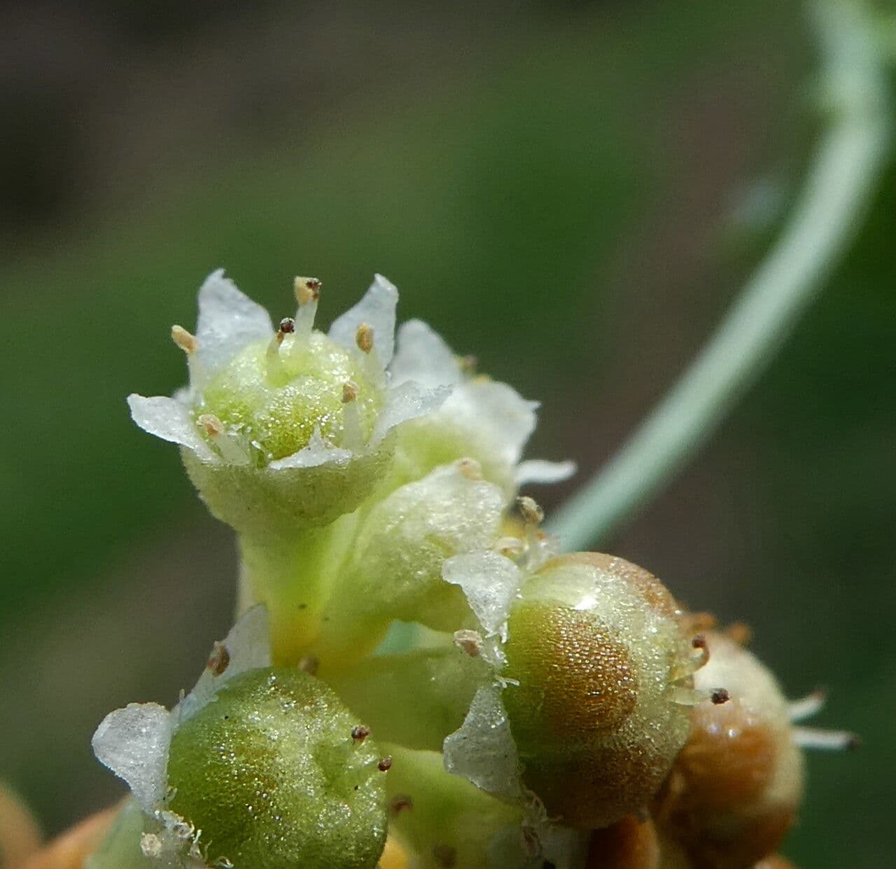 Cuscuta campestris