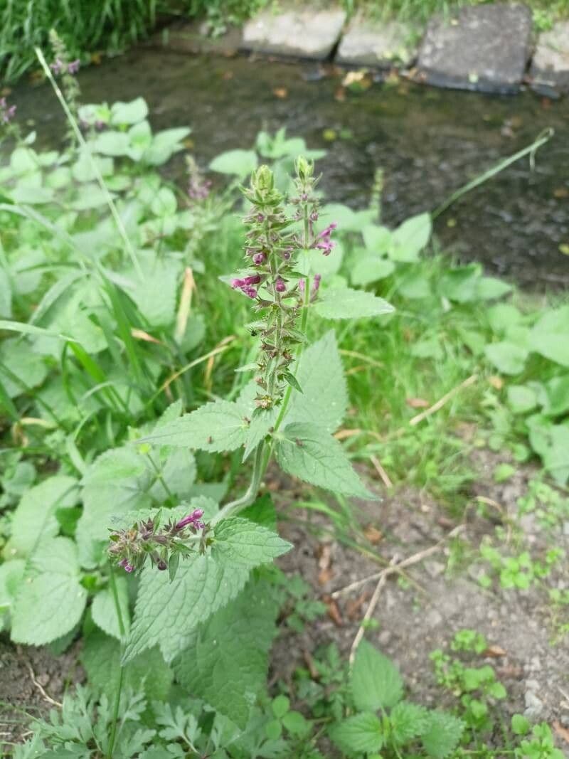 Stachys sylvatica