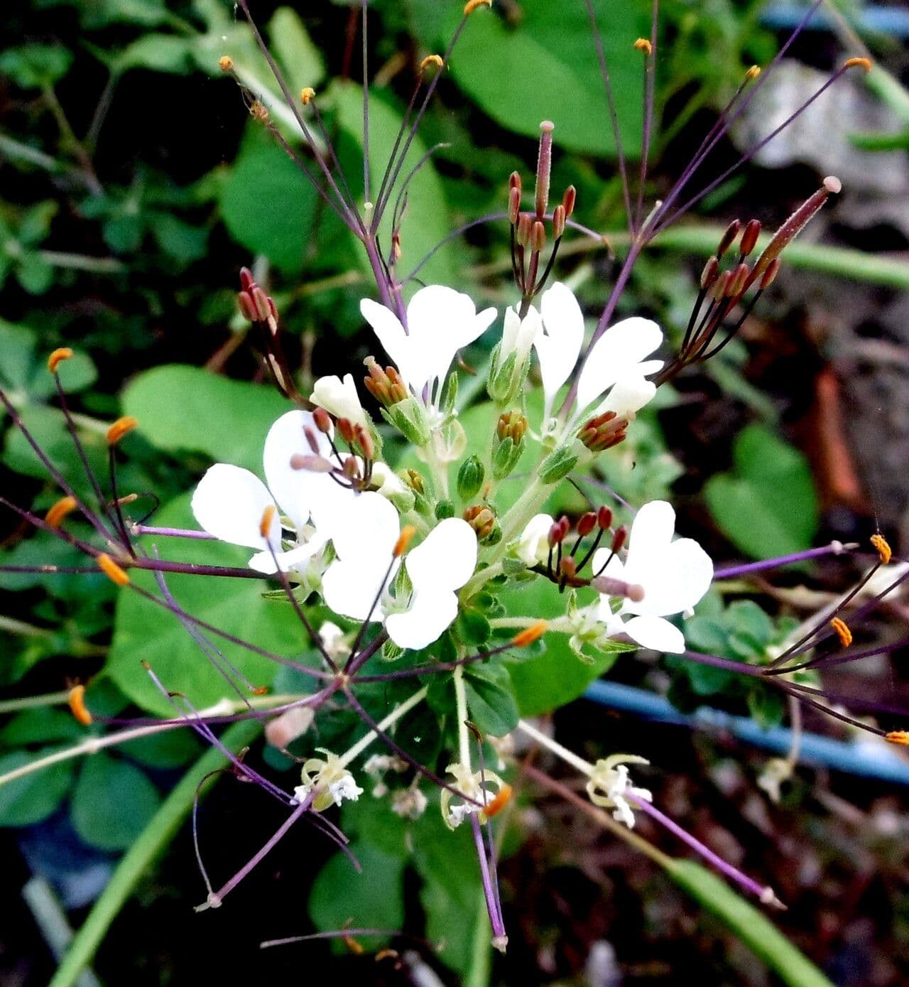 Cleome gynandra