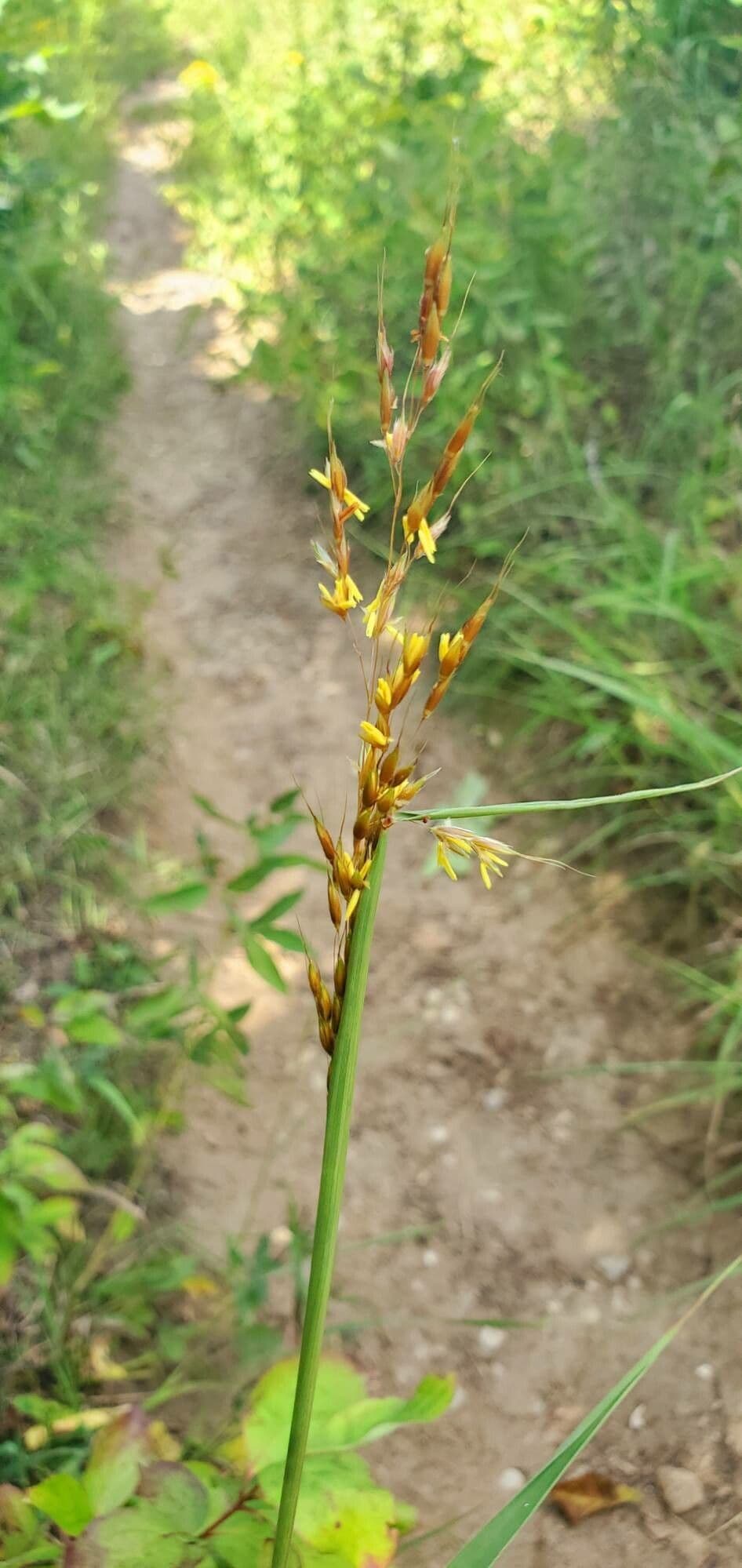 Sorghastrum nutans