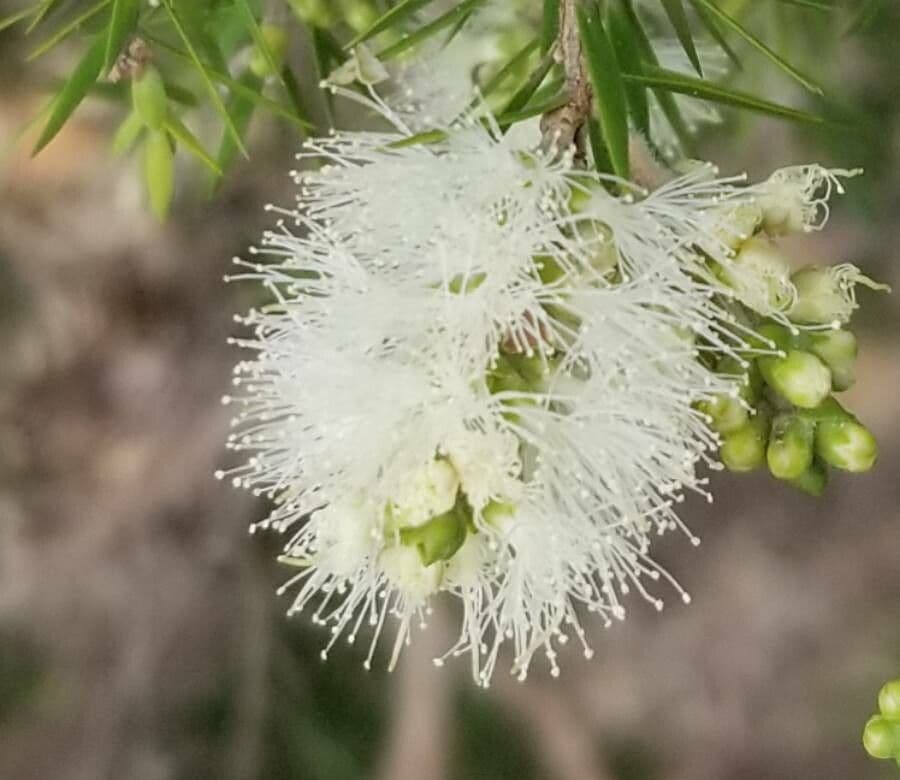 Melaleuca alternifolia