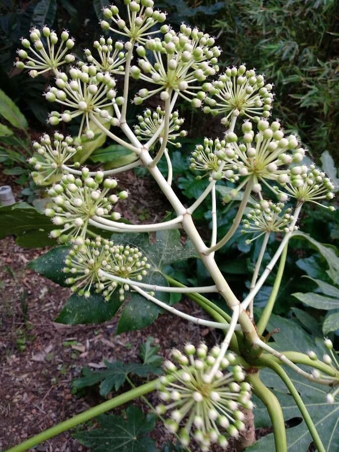 Fatsia japonica