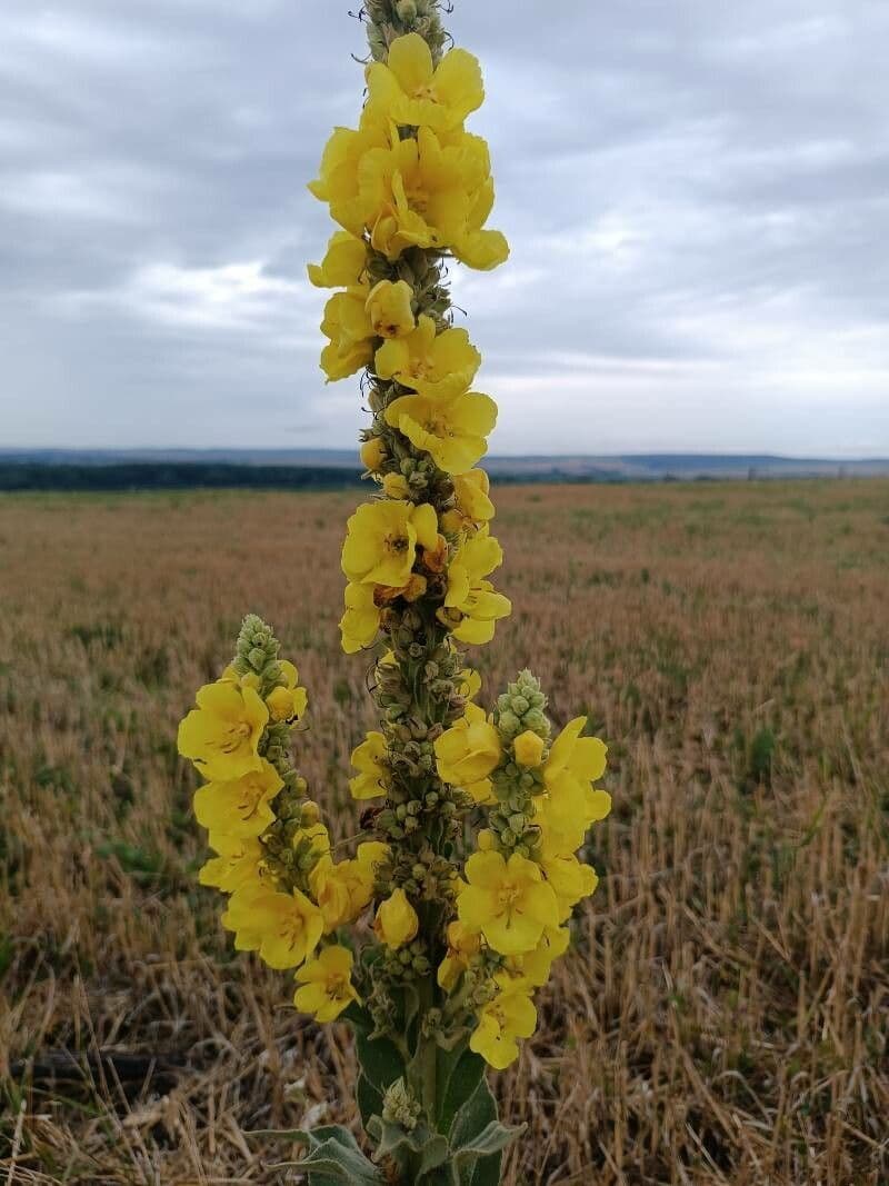 Verbascum densiflorum