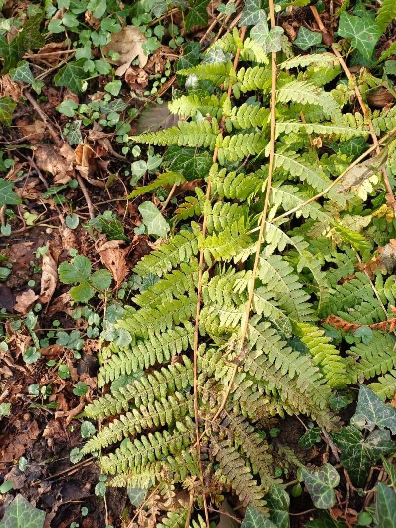 Dryopteris filix-mas