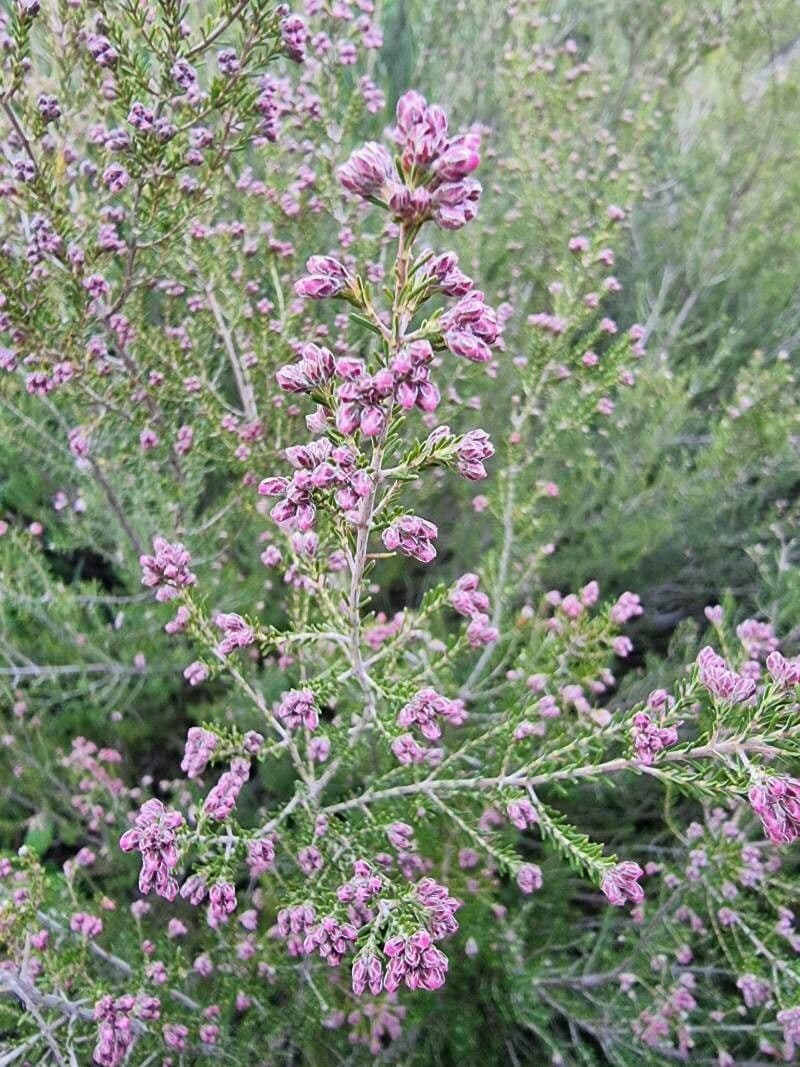 Erica australis