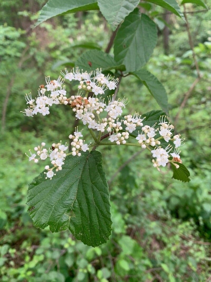 Viburnum dilatatum