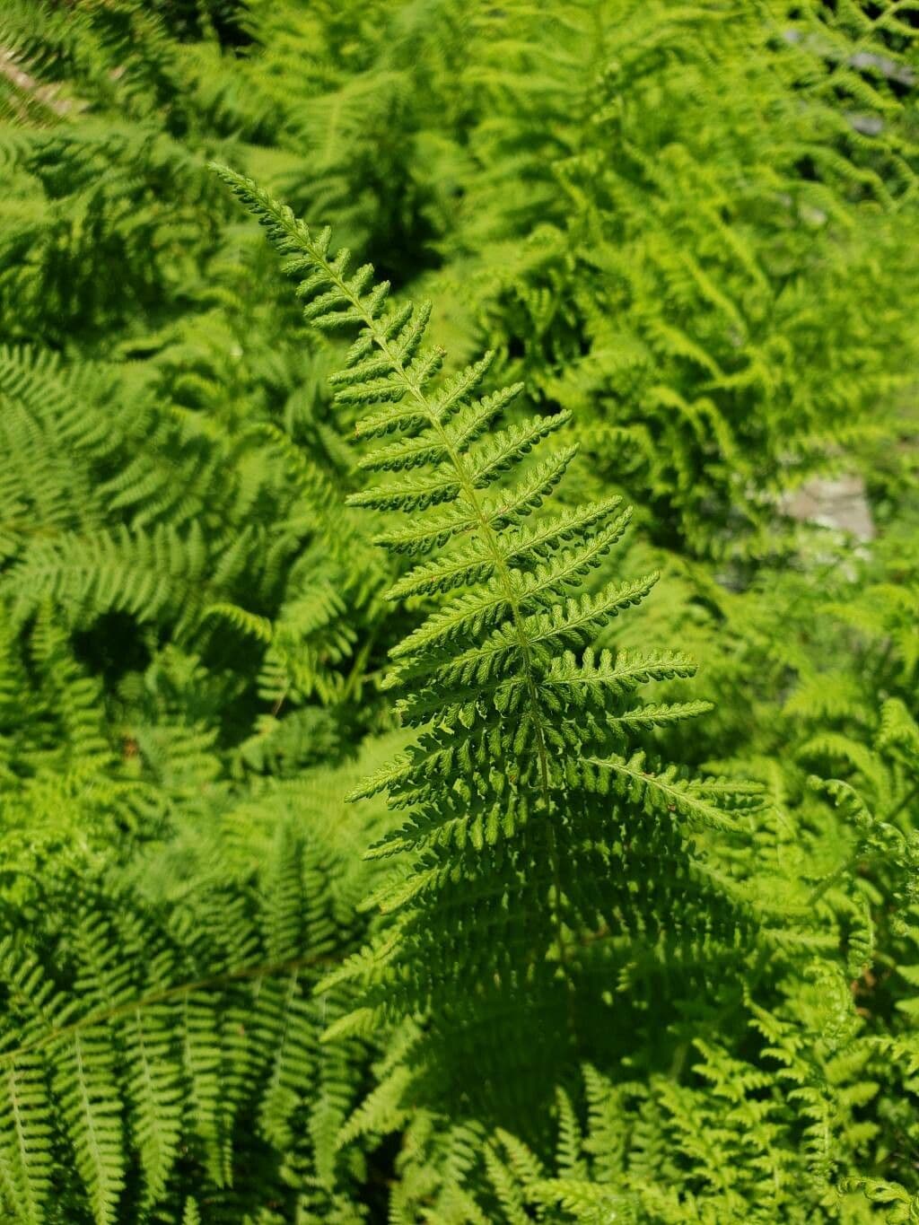 Dennstaedtia punctilobula