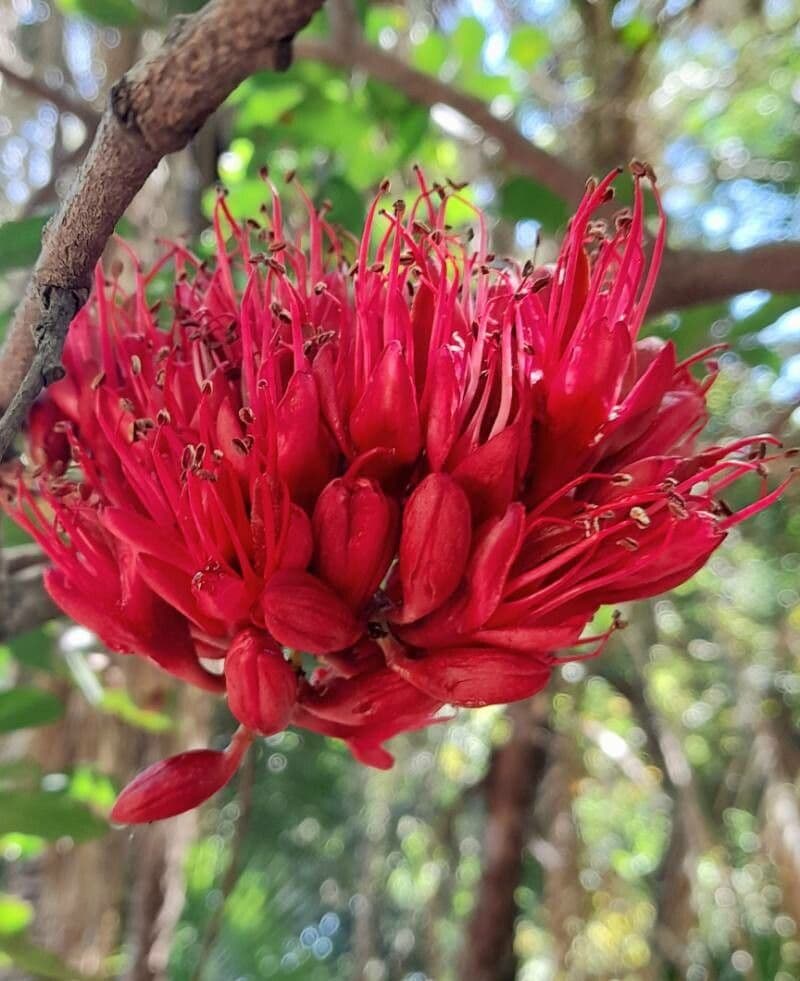 Schotia brachypetala