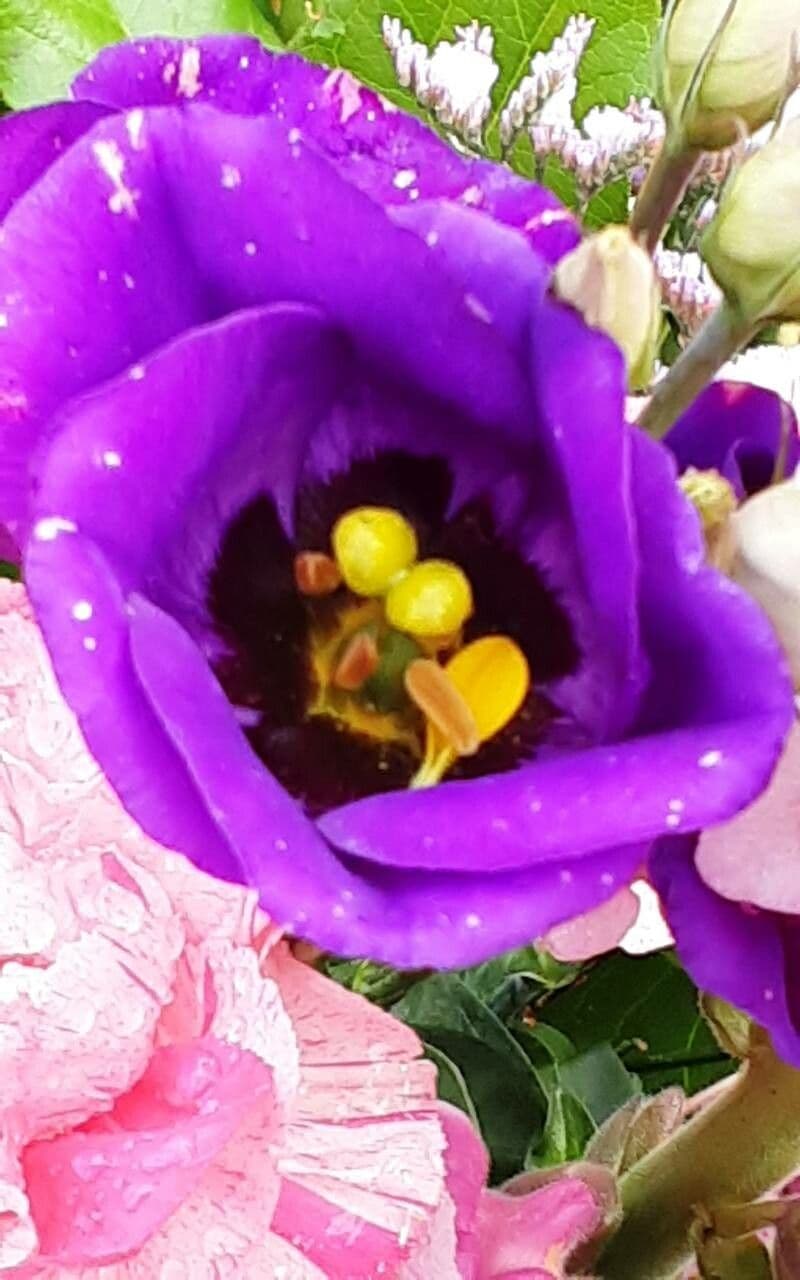 Eustoma russellianum