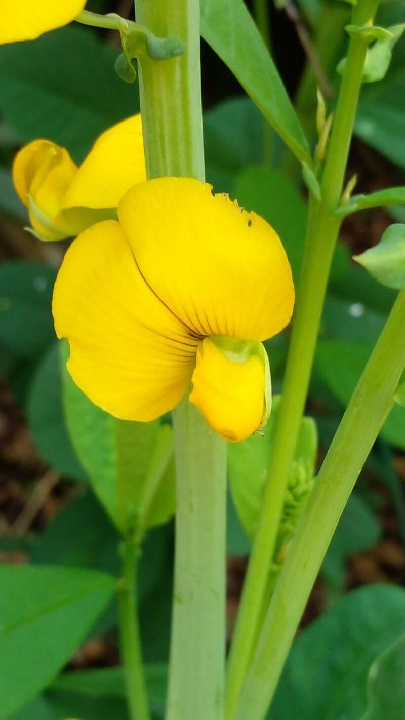 Crotalaria spectabilis