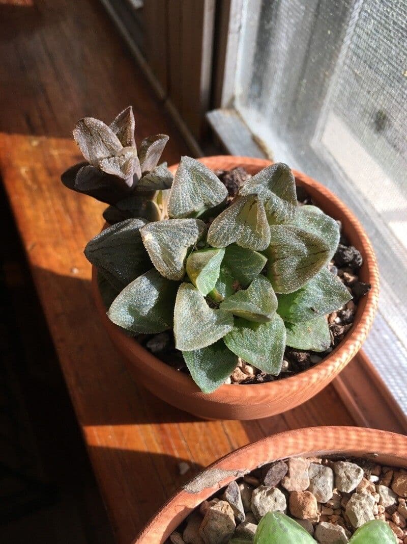 Haworthia pygmaea