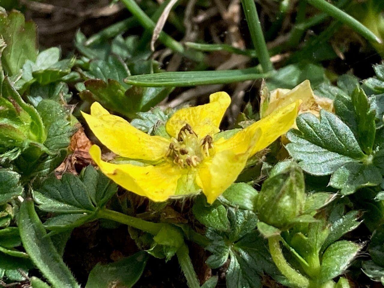 Potentilla brauneana