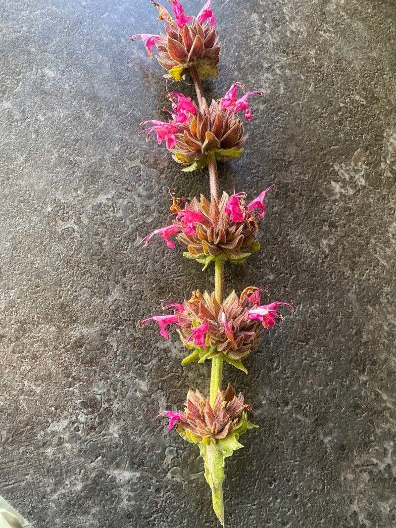 Salvia spathacea