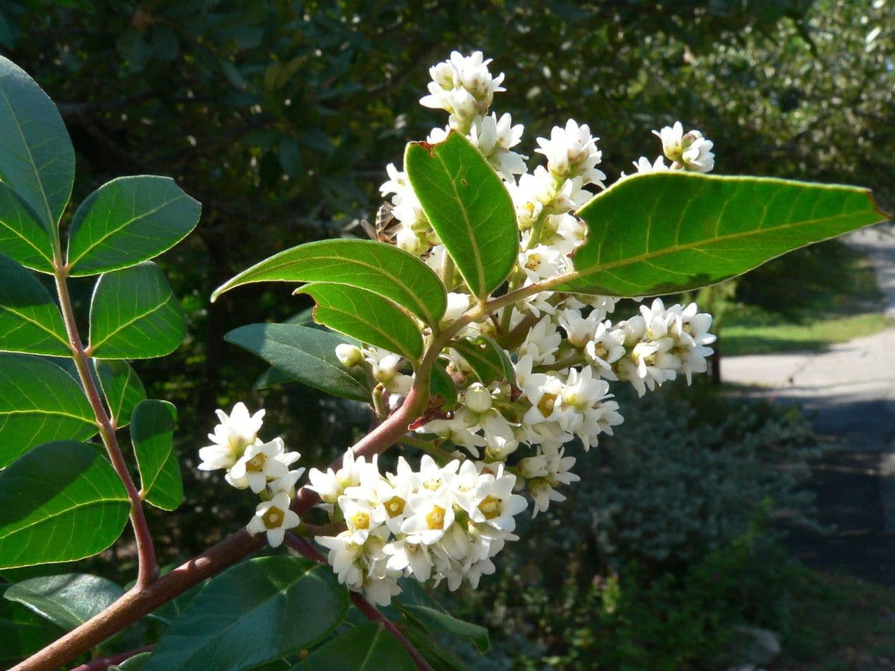 Rhus virens