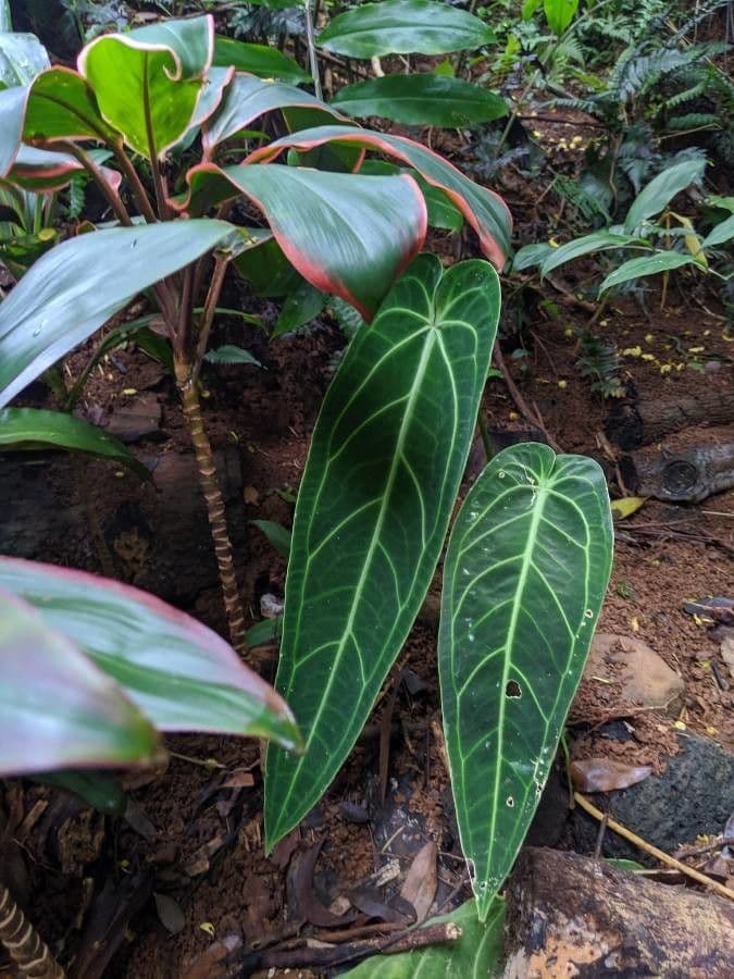 Anthurium warocqueanum