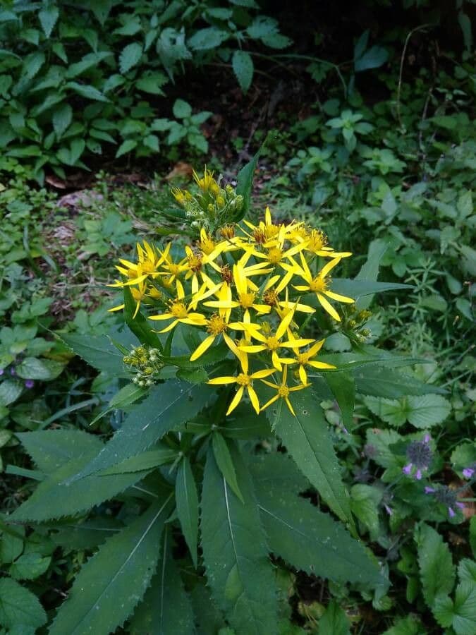 Senecio ovatus