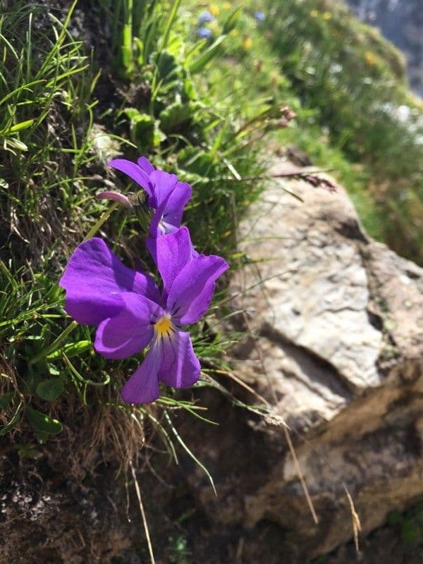 Viola calcarata