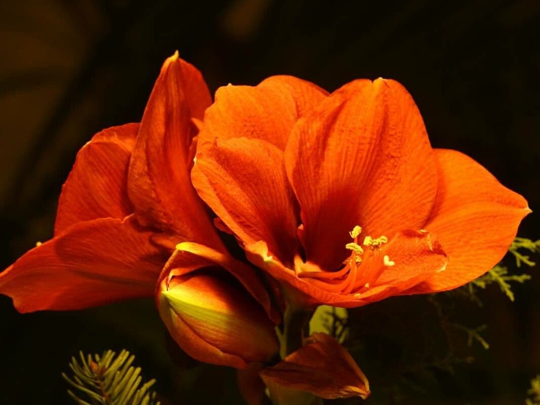 Hippeastrum reginae