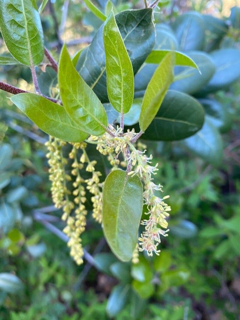Quercus chrysolepis
