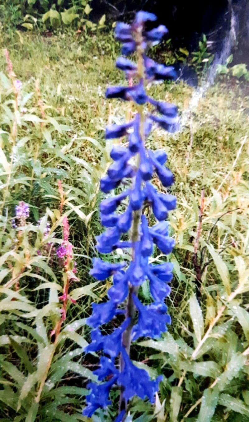 Delphinium carolinianum