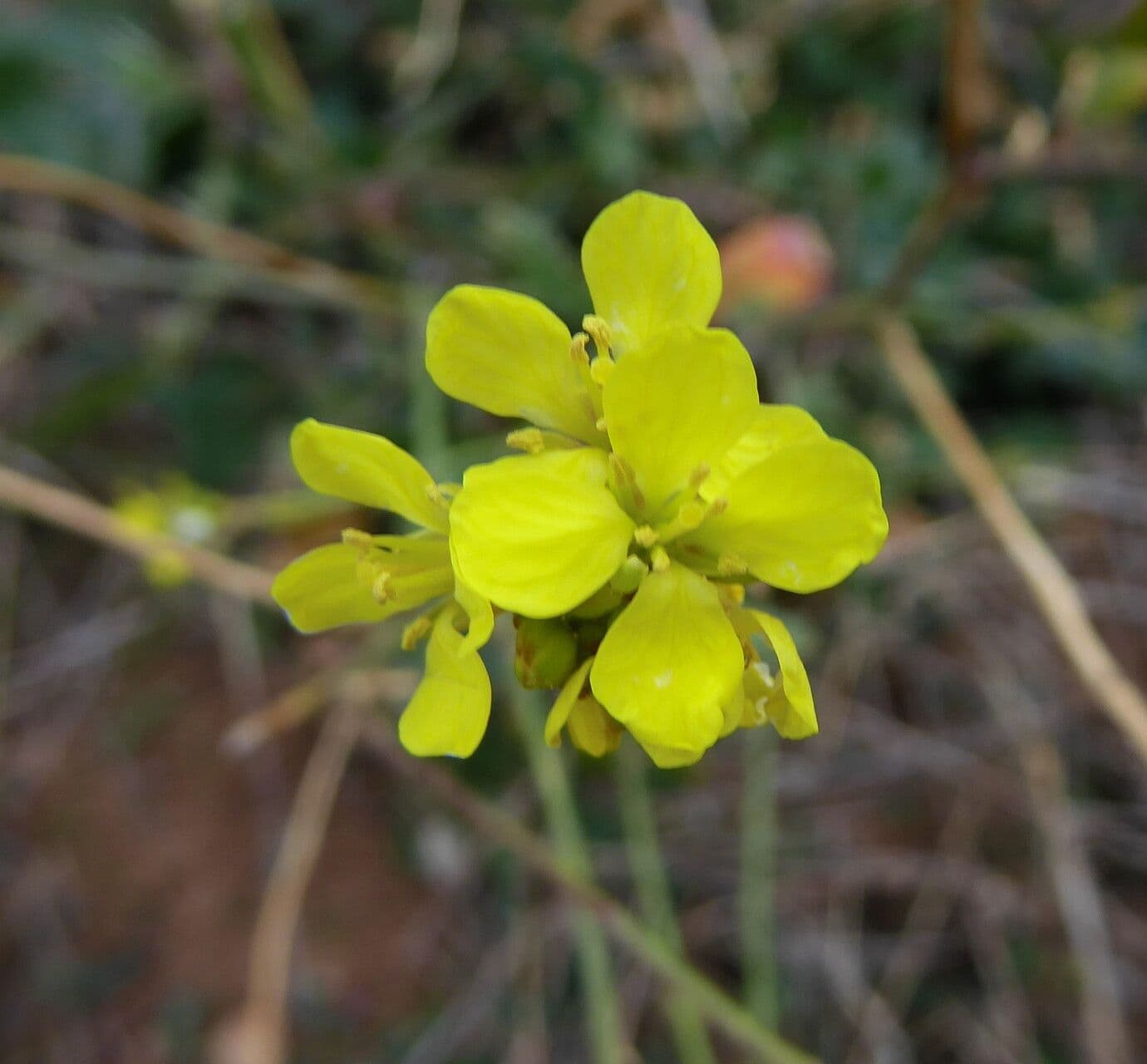 Hirschfeldia incana