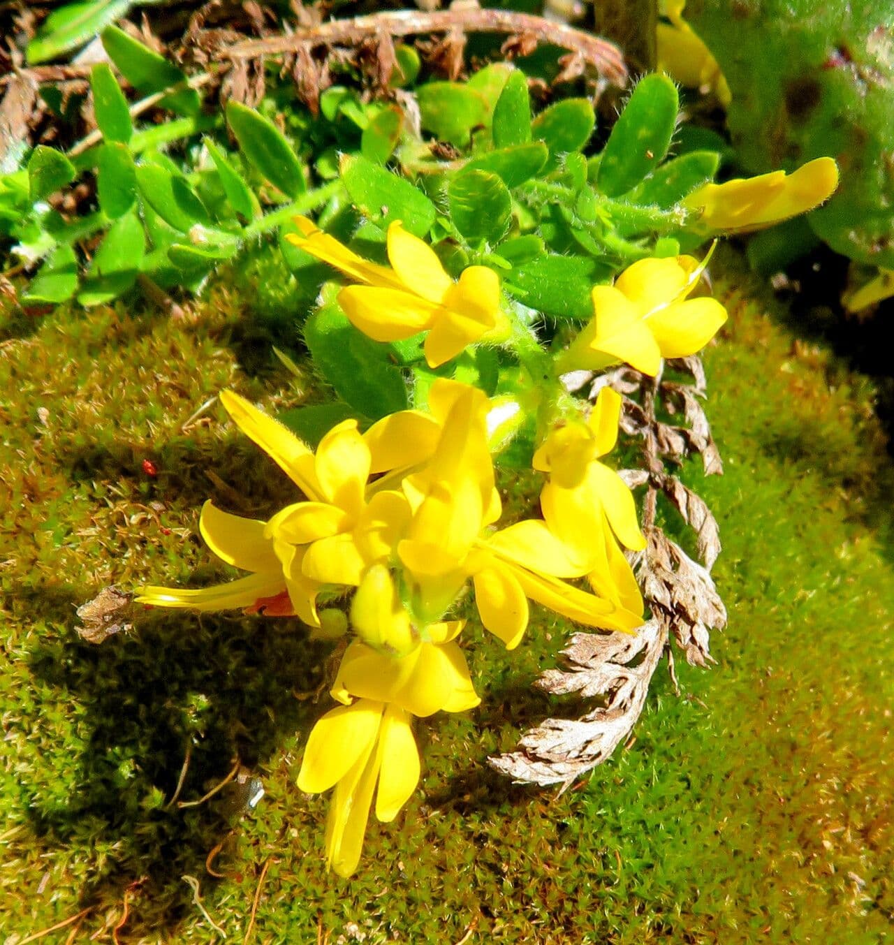 Genista germanica