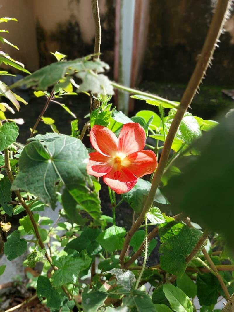 Hibiscus martianus