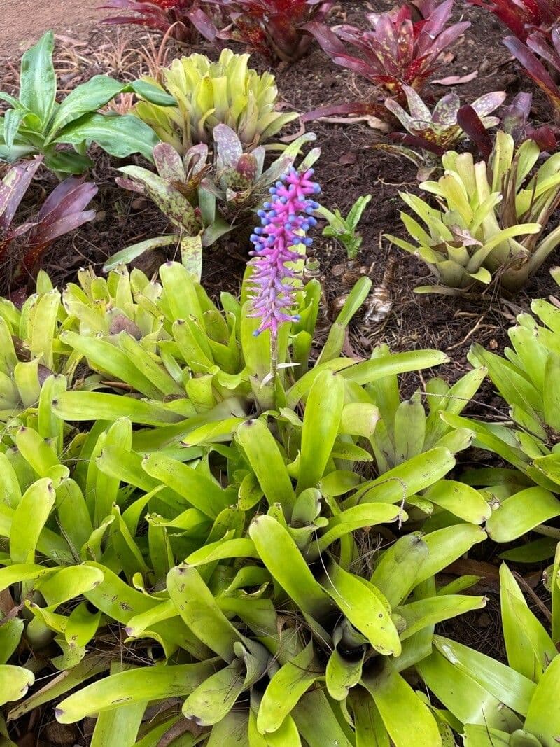 Aechmea gamosepala