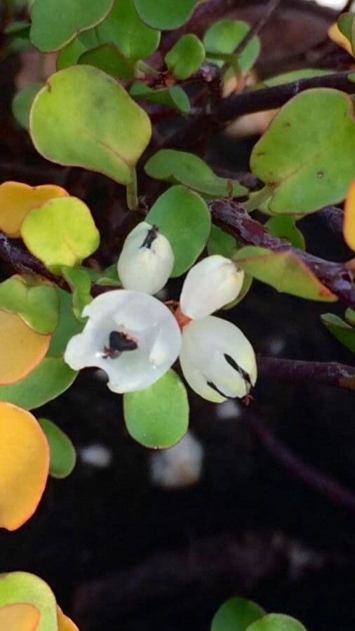 Muehlenbeckia complexa