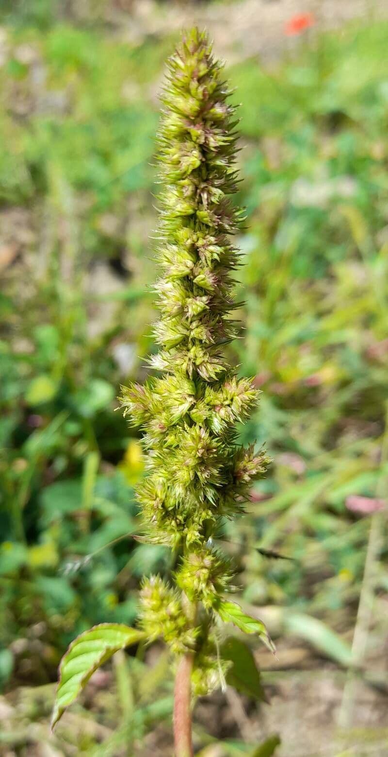 Amaranthus hybridus