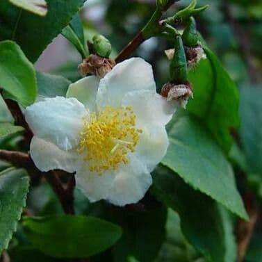 Camellia sinensis