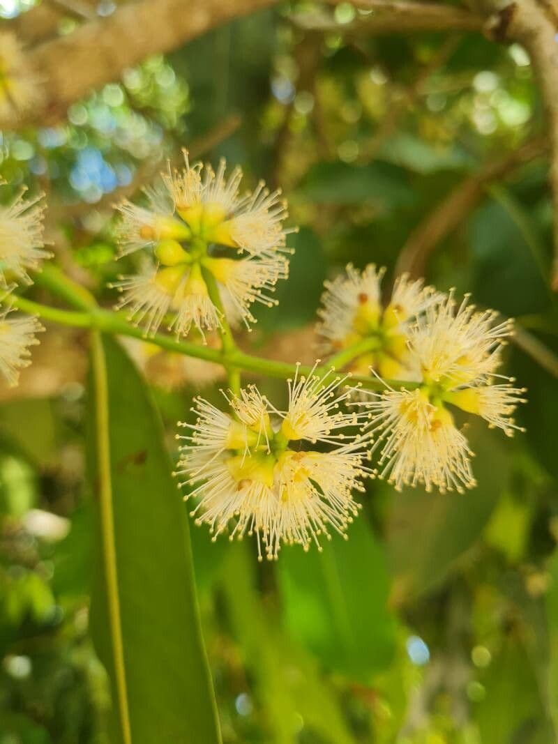 Syzygium cumini