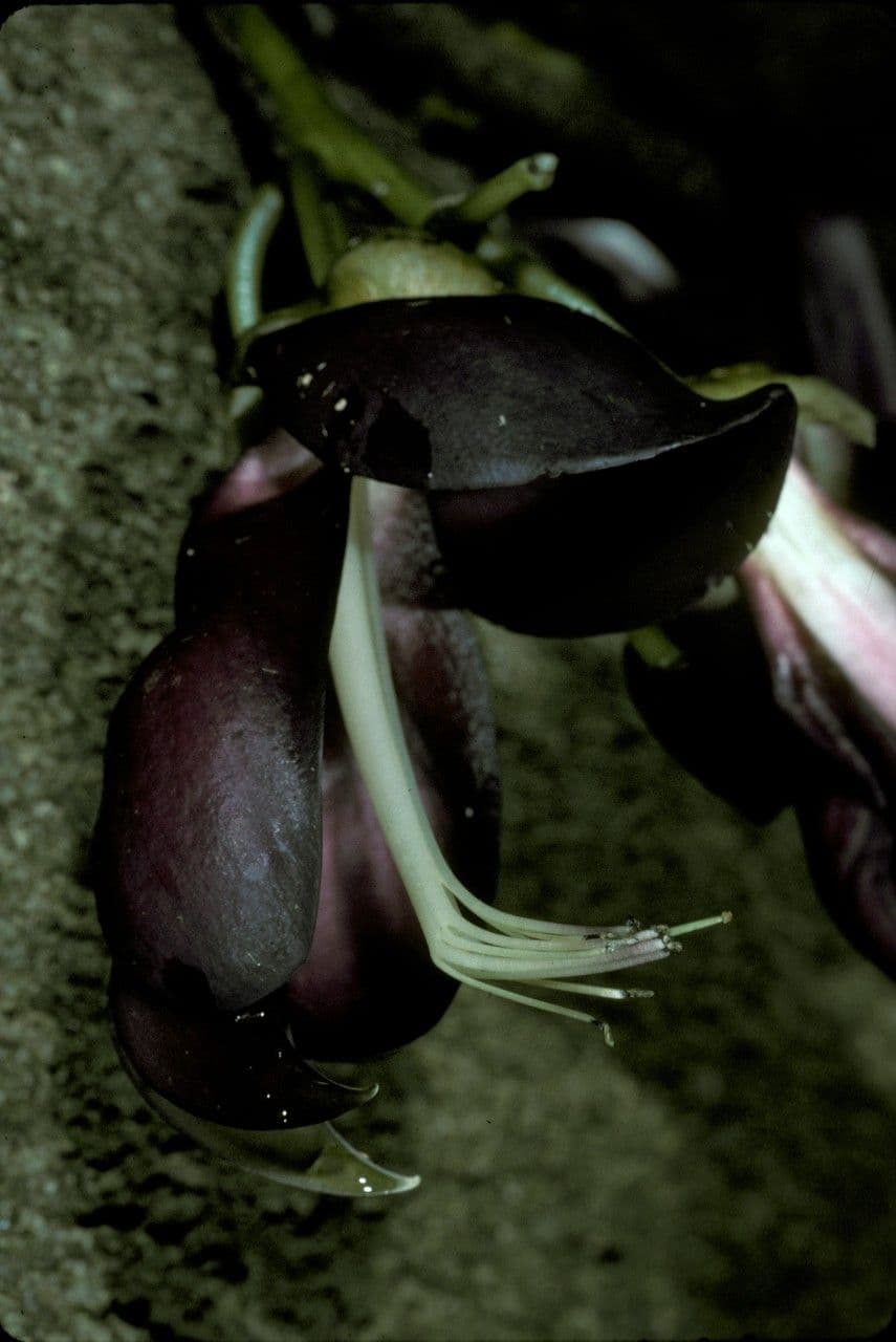 Mucuna sempervirens