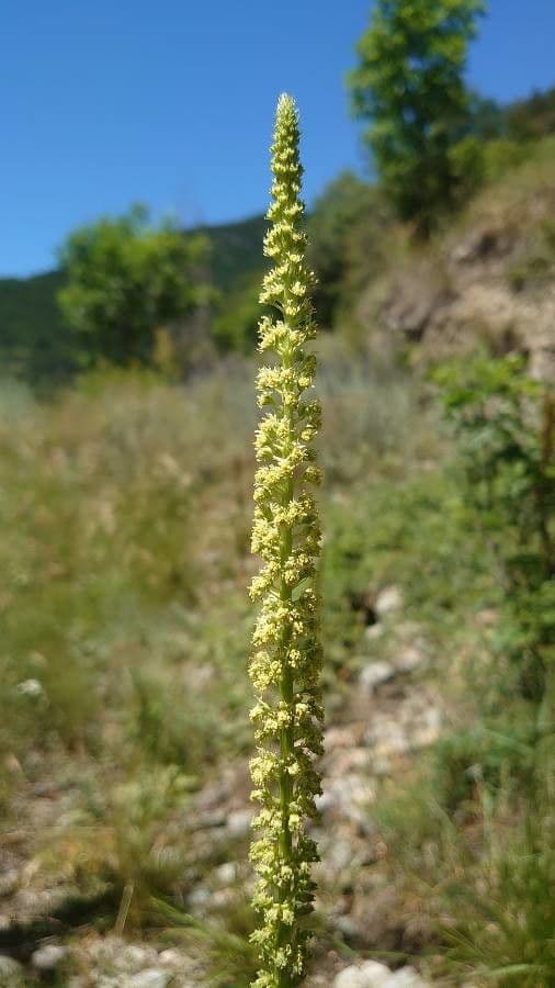 Reseda luteola
