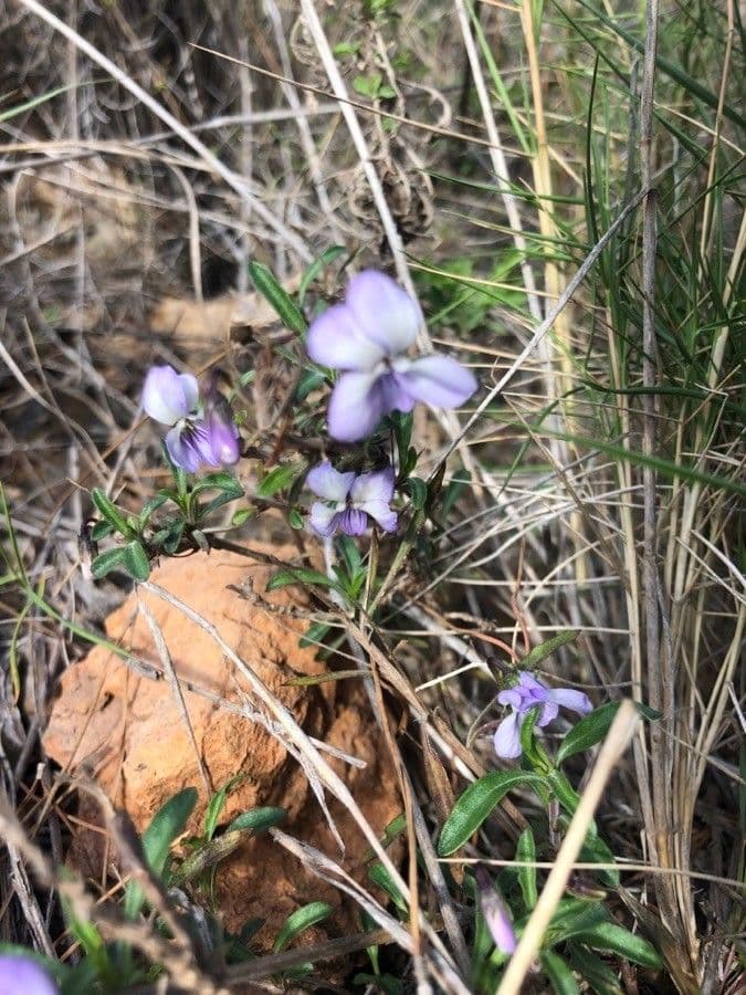 Viola arborescens