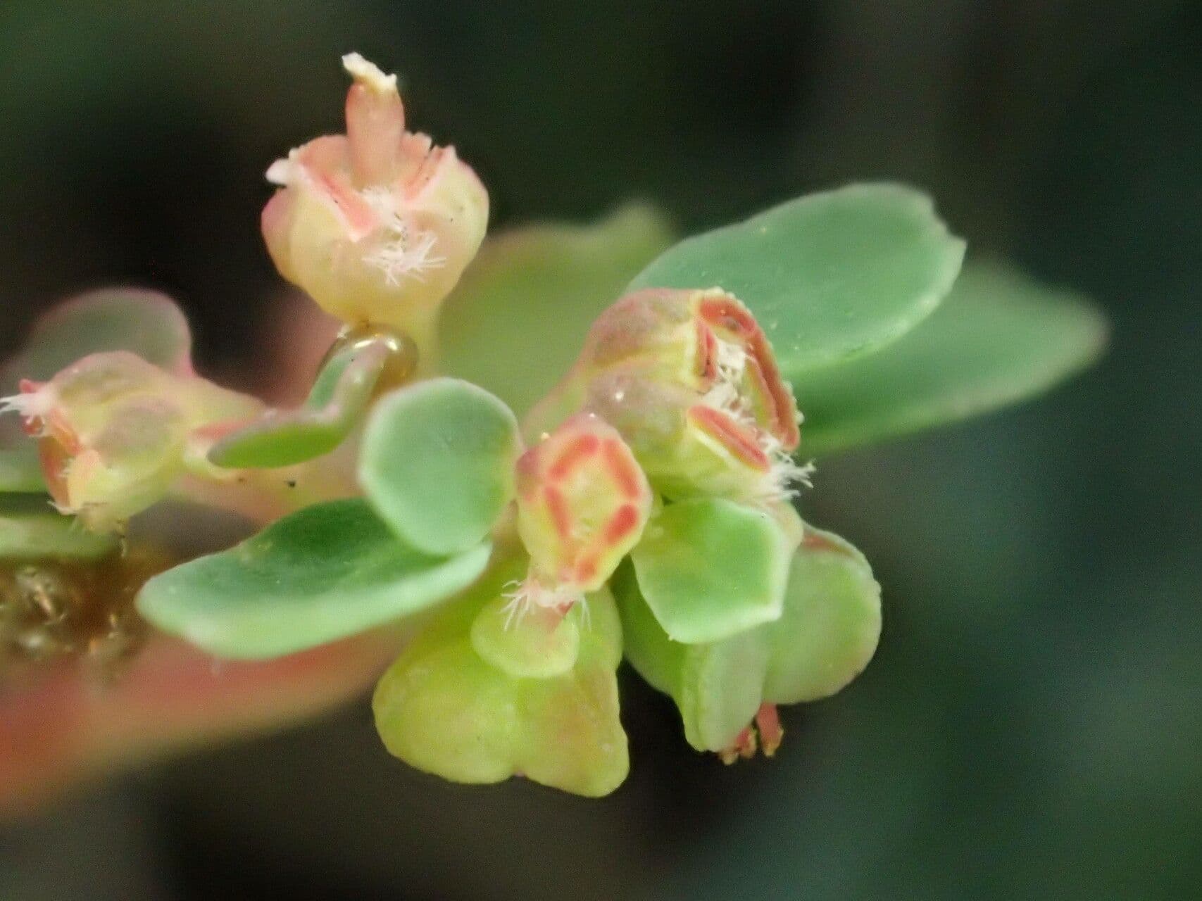 Euphorbia serpens