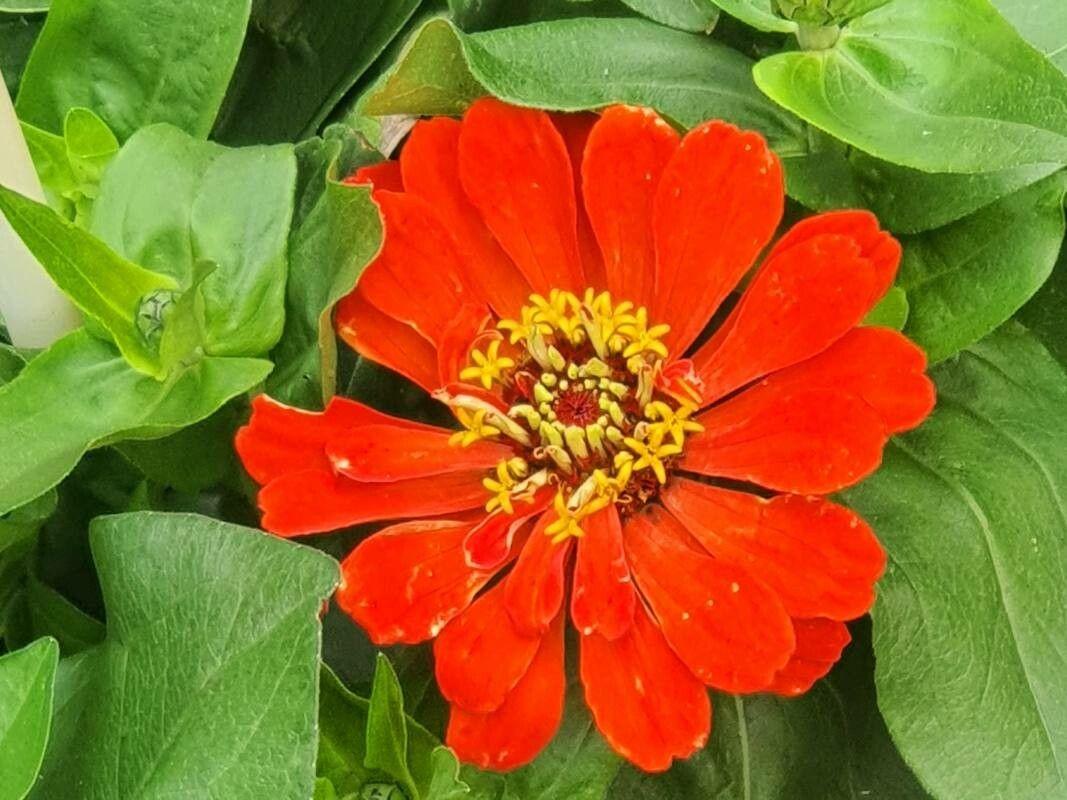 Zinnia haageana