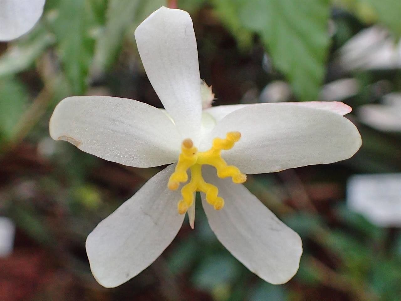 Begonia acutifolia