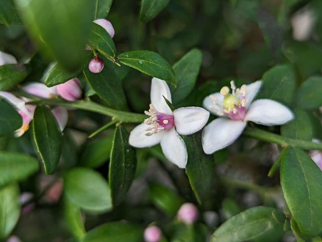 Citrus australasica